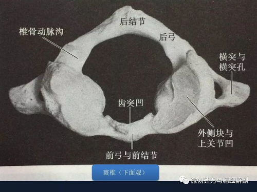 脊椎解剖系统概述 守护生命支柱，脊柱健康必读指南